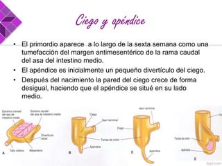Ciego y apéndice
• El primordio aparece a lo largo de la sexta semana como una
tumefacción del margen antimesentérico de la rama caudal
del asa del intestino medio.
• El apéndice es inicialmente un pequeño divertículo del ciego.
• Después del nacimiento la pared del ciego crece de forma
desigual, haciendo que el apéndice se situé en su lado
medio.

 