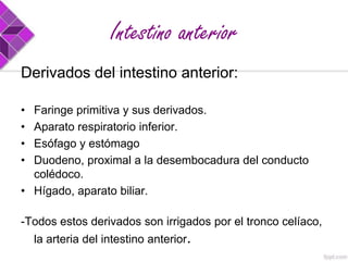 Intestino anterior
Derivados del intestino anterior:
•
•
•
•

Faringe primitiva y sus derivados.
Aparato respiratorio inferior.
Esófago y estómago
Duodeno, proximal a la desembocadura del conducto
colédoco.
• Hígado, aparato biliar.
-Todos estos derivados son irrigados por el tronco celíaco,
la arteria del intestino anterior.

 