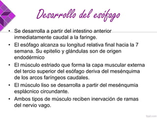 Desarrollo del esófago
• Se desarrolla a partir del intestino anterior
inmediatamente caudal a la faringe.
• El esófago alcanza su longitud relativa final hacia la 7
semana. Su epitelio y glándulas son de origen
endodérmico
• El músculo estriado que forma la capa muscular externa
del tercio superior del esófago deriva del mesénquima
de los arcos faríngeos caudales.
• El músculo liso se desarrolla a partir del mesénqumia
esplácnico circundante.
• Ambos tipos de músculo reciben inervación de ramas
del nervio vago.

 