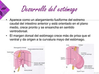 Desarrollo del estómago
• Aparece como un alargamiento fusiforme del extremo
caudal del intestino anterior y está orientado en el plano
medio, crece pronto y se ensancha en sentido
ventrodorsal.
• El margen dorsal del estómago crece más de prisa que el
ventral y da origen a la curvatura mayo del estómago.

 