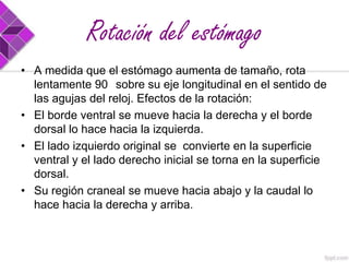 Rotación del estómago
• A medida que el estómago aumenta de tamaño, rota
lentamente 90 sobre su eje longitudinal en el sentido de
las agujas del reloj. Efectos de la rotación:
• El borde ventral se mueve hacia la derecha y el borde
dorsal lo hace hacia la izquierda.
• El lado izquierdo original se convierte en la superficie
ventral y el lado derecho inicial se torna en la superficie
dorsal.
• Su región craneal se mueve hacia abajo y la caudal lo
hace hacia la derecha y arriba.

 