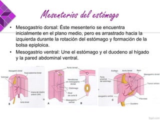 Mesenterios del estómago
• Mesogastrio dorsal: Éste mesenterio se encuentra
inicialmente en el plano medio, pero es arrastrado hacia la
izquierda durante la rotación del estómago y formación de la
bolsa epiploica.
• Mesogastrio ventral: Une el estómago y el duodeno al hígado
y la pared abdominal ventral.

 