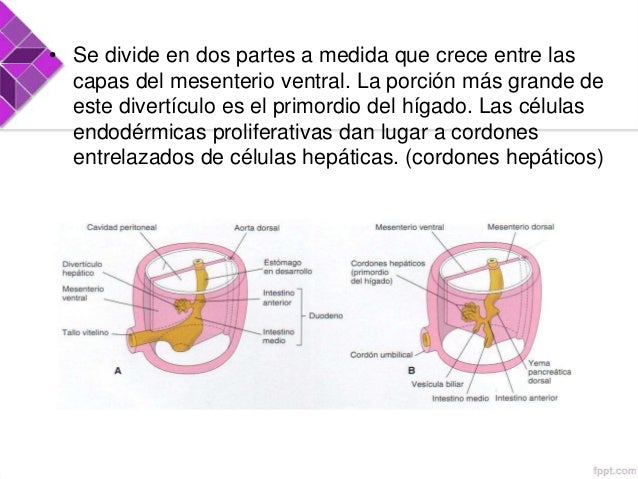 Embriología aparato digestivo