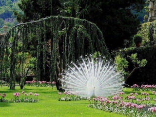 257386 jacqueline blais