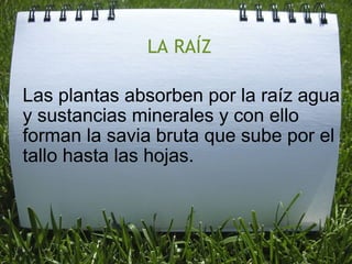 LA RAÍZ Las plantas absorben por la raíz agua y sustancias minerales y con ello forman la savia bruta que sube por el tallo hasta las hojas.