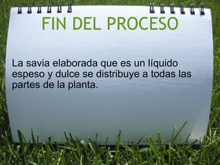 FIN DEL PROCESO La savia elaborada que es un líquido espeso y dulce se distribuye a todas las partes de la planta.
