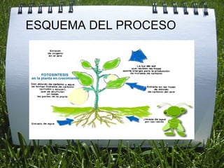 ESQUEMA DEL PROCESO