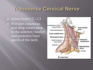  Arises from C2 – C3
 Provides cutaneous
and deep innervation
to the anterior/medial
and posterior/later
apects of the neck
 http://quizlet.com/2618249/unit-11-posterior-triangle-of-neck-flash-
cards/
 