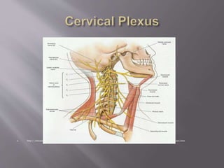  http://intranet.tdmu.edu.ua/data/kafedra/internal/anatomy/classes_stud/en/nurse/1/13%20Spinal%20nerves.%20Nerve%20plexuses.htm
 