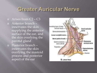  Arises from C2 – C3
 Anterior branch –
innervates the skin
supplying the anterior
surface of the ear, and
the skin overlying the
parotid gland
 Posterior branch –
innervates the skin
overlying the mastoid
process and posterior
aspect of the ear
 http://quizlet.com/2618249/unit-11-posterior-triangle-of-neck-flash-cards/
 