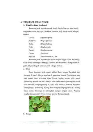 A. MENGENAL JARAK PAGAR
  1. Klasifikasi dan Morfologi
         Tanaman jarak pagar termasuk family Euphorbiaceae, satu family
  dengan karet dan ubi kayu.klasifikasi tanaman jarak pagar adalah sebagai
  berikut:
         Devisi         : spermatophita
         Subdivisi      :Angiospermae
         Kelas          : Dicotyledonae
         Ordo           : Euphorbiales
         Family         : Euphorbiaceae
         Genus          : Jatropha
         Species        : Jatropha Curcas Linn
         Tanaman jarak pagar berupa perdu dengan tinggi 1-7 m, bercabang
  tidak teratur. Batangnya berkayu, silindris, dan bila terluka mengeluarrkan
  getah. Bagian-bagiab tanaman jarak sebagai berikut :
  a. Daun
         Daun tanaman jarak pagar adalah daun tunggal berlekuk dan
  bersusut 3 atau 5. Dayun tersebar di sepanjang batang. Permukaaan atas
  dan bawah daun berwarna hijau dengan bagian bawah lebih pucat
  disbanding permukaan atas. Daunya lebar da berbentuk jantung atau bulat
  telur melebar, dengan panjang 5-15cm. helai daunnya bertoreh, berlekuk
  dan ujungnya meruncing. Tulang daun menjari dengan jumlah 5-7 tulang
  daun utama. Daunnya di hubungkan dengan tangkai daun. Panjang
  tangkai daun antara 4-15cm. berikut gambar dari daun jarak.




  b. Bunga




                                     3
 