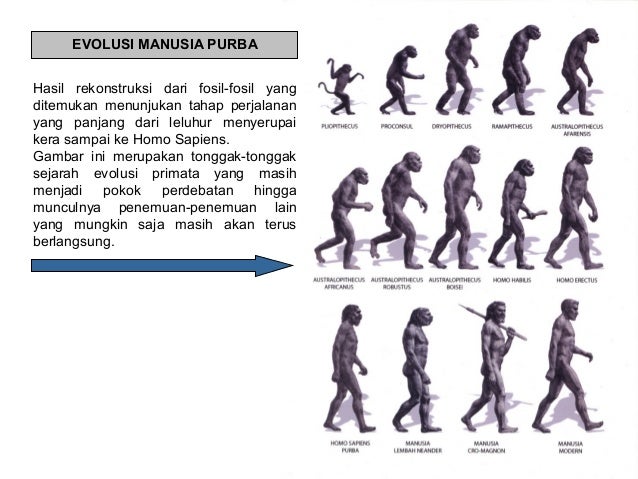 Kehidupan Manusia Purba di Indonesia