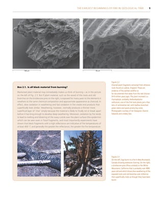 100 mm 30 mm
Figure 2.2
Charred plant fragments extracted from siltstone
rocks found at Ludlow, England. These are
evidence of the earliest wildfire so
far documented that dates from the late Silurian
(419 million years ago). The plant involved is a
rhyniophyte, probably Hollandophyton
colliculum, one of the first land plants just a few
tens of centimetres tall, with leafless branched
green stems and spore-producing cones.
Photographs courtesy of Ian Glasspool, Dianne
Edwards and Lindsey Axe.
Box 2.1. Is all black material from burning?
Blackened plant material may immediately makes us think of burning – as in the picture
on the left of Fig. 2.3. But if plant material, such as the wood of the roots and old
branches on the bristlecone pine on the right, is exposed for many years to the elements it
weathers to the same chemical composition and approximate appearance as charcoal. In
effect, slow oxidation in weathering and fast oxidation in fire create end products that
superficially look similar. Weathering, however, normally produces a thinner more
superficial layer of ‘char’ simply because the material is likely to finally rot or break apart
before it has long enough to develop deep weathering. Moreover, oxidation by fire tends
to lead to melting and blistering of the waxy cuticle over the plant surface (the epidermis)
which can be seen even in fossil fragments, and most importantly experiments have
shown that black fragments with a high reflectance are indicative of fire temperatures of
at least 400 
C and generally the greater the reflectance, the greater the fire temperature.
Figure 2.3
On the left, logs burnt in a fire in New Brunswick,
Canada showing extensive charring. On the right,
a bristlecone pine (Pinus aristata) in the White
Mountains, California that is probably over 4000
years old and which shows slow weathering of the
exposed roots and old branches over millennia
that superficially looks as though they have been
burnt.
THE EARLIEST BEGINNINGS OF FIRE IN GEOLOGICAL TIME 9
 