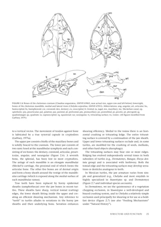 Cryptodires Turtle The Turtles Of Mexico Land And Freshwater Forms John Legler Richard C ...