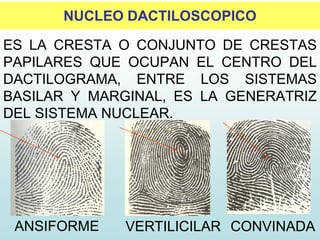 NUCLEO DACTILOSCOPICO
ES LA CRESTA O CONJUNTO DE CRESTAS
PAPILARES QUE OCUPAN EL CENTRO DEL
DACTILOGRAMA, ENTRE LOS SISTEMAS
BASILAR Y MARGINAL, ES LA GENERATRIZ
DEL SISTEMA NUCLEAR.
ANSIFORME VERTILICILAR CONVINADA
 