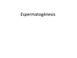 Espermatogénesis
 