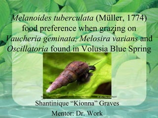 Melanoides tuberculata (Müller, 1774)
food preference when grazing on
Vaucheria geminata, Melosira varians and
Oscillatoria found in Volusia Blue Spring
Shantinique “Kionna” Graves
Mentor: Dr. Work
http://ts3.mm.bing.net/th?id=H.4929270748479614&w=266&h=181&c=7&rs=1&pid
=1.7
 