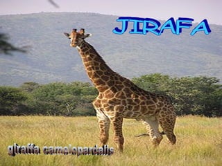 JIRAFA giraffa camelopardalis 