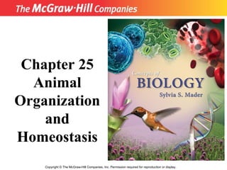 Copyright  ©  The McGraw-Hill Companies, Inc. Permission required for reproduction or display. Chapter 25 Animal Organization and Homeostasis 