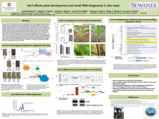Abstract
References
rmr3 affects plant development and small RNA biogenesis in Zea mays
1. Hollick, Jay B. "Paramutation and Development." Annual Review of Cell and Developmental Biology 26.1 (2010): 557-79. Print.
2. Hollick JB, Kermicle JL, Parkinson SE. 2005. Rmr6 maintains meiotic inheritance of paramutant states in Zea mays. Genetics171:725–40
3. Stonaker, Jennifer Lynn. "Evolution of plant-specific Snf2 proteins and RNA polymerases and their function in maintaining paramutations in Zea mays." Thesis (2010).
4. Erhard, Karl F., et al. "Nascent Transcription Affected by RNA Polymerase IV in Zea Mays." Genetics 199.4 (2015): 1107-25. Print.
5. Erhard, Karl F., et al. "Maize RNA Polymerase IV Defines Trans-Generational Epigenetic Variation." The Plant Cell 25.3 (2013): 808-19. Print.
6. Erhard, K. F., Jr. (2012). Alternative polymerase genome regulation in Zea mays (Order No. 3527092). Available from ProQuest Dissertations & Theses A&I; ProQuest Dissertations & Theses Global.
(1081485351).
7. Parkinson, Susan E., Stephen M. Gross, and Jay B. Hollick. "Maize Sex Determination and Abaxial Leaf Fates are Canalized by a Factor that Maintains Repressed Epigenetic States." Developmental
biology 308.2 (2007): 462-73. Print.
8. Erhard, Karl F., et al. "Nascent Transcription Affected by RNA Polymerase IV in Zea Mays." Genetics 199.4 (2015): 1107-25. Print..
Fiigure 1. A.The Pl-Rhoades (Pl-Rh) allele is an
unstable allele that can spontaneously change from an
active state into a transcriptionally repressed state, Pl'.
When a homozygous Pl-Rh plant is crossed with a
heterozygous Pl-Rh/Pl' sibling all of the progeny exhibit
the repressed state.
BA
rmr3 affects 24nt sRNA biogenesis
Figure 3. A. rmr3 mutants (dark gray) show significant reduction in plant height and delayed flowering time compared to
WT. B. Similar to Pol IV, rmr3-1 mutants display disease lesion mimic phenotypes. C. Pol IV mutants display disease
lesion phenotype. D. rmr3-1 mutants show no difference in juvenile to adult phase change data (t-test for H0= there is no
difference; data set 1: n=24 and n=16, p= 0.059 and data set 2: n=21 and 20, p=0.859 for WT and mutant, respectively)
unlike rpd1/Pol IV mutants7).
rmr loci encode genes required for epigenetic silencing
rmr3 is necessary for normal plant development
B. Of the factors required to maintain repression of Pl'
state, some have been shown to be part of an
orthologous pathway in Arabidopsis thaliana that leads
to the biogenesis of 24nt RNAs that then lead to
downstream 5meC methylation.
Amiel Emerson1,2, Natalie C. Deans1, Janelle M. Gabriel1, Joy-El R.B. Talbot2,3 , Stacey A. Simon4, Blake C. Meyers4, and Jay B. Hollick1
1. Department of Molecular Genetics, The Ohio State University 2. Department of Biology, The University of the South 3.Department of Molecular and Cell Biology, University of California, Berkeley 4. Delaware
Biotechnology Institute, University of Delaware, Newark, Delaware 19711
ocl2 mRNA levels are unchanged in rmr3 mutants
Figure 2. small RNA sequencing libraries representing immature ears 24nt RNAs in heterozygous +/rmr3-1 and
homozygous rmr3-1/3-1 sibling plants.The levels of 22nt RNAs were used to normalize total abundance of RNAs
between samples.
rmr3 candidate gene models include some encoding
subunits of Pol IV
WT siblingrmr3-1 mutant
BA
D
Conclusions
• Rmr3 is required for normal plant development.
• rmr3-1 mutants, unlike Pol IV mutants, shows no effect on juvenile to
adult phase change.
• Preliminary data suggests ocl2 is not significantly upregulated in
rmr3-1 homozygous mutants, unlike in Pol IV mutants.
• Interesting candidate gene models include those encoding known
polymerase subunits and other proteins involved in nucleic acid
biology.
A. Candidate genes in a 20 Mb window predicted by whole genome sequence analysis. The blue dashes
represent SSR markers that were identified to narrow down the region of interest containing rmr3. Some
interesting gene models encode proteins involved in nucleic acid biology (red dashes). B. Schematic of how
simple sequence sepeat (SSR) markers could help narrow the region of interest in EMS induced rmr3-
1mutant in A619 background highly introgressed into the A632 background.
A
B Designing
SSR markers
There are specific haplotypes in plants that can undergo epigenetic alterations through genetic silencing that are
heritable1. One locus in particular in Zea mays, purple plant1 (pl1), has an allele Pl1-Rhoades, that exits in different
regulatory states; a transcriptionally active state (Pl-Rh) characterized by purple plant and anther color due to
anthocyanin pigment production, and a derived transcriptionally repressed state( Pl’) that shows a lightly-colored
phenotype. Pl’ alleles can silence Pl-Rh in Pl’/Pl-Rh heterozygotes such that only Pl’ alleles are transmitted to the
progeny2. Factors that repress the Pl’ state, encoded by required to maintain repression (rmr) loci, were identified
in a genetic screen3. These loci, encoding factors that maintain repression of Pl', affect 24nt siRNA biogenesis
related to a plant-specific RNA-directed DNA Methylation pathway (RdDM). Mutants of some of these loci have
effects on plant development (rpd1/Pol IV, and rmr12) while other rmr mutants show no effects on development4,5.
Here we show that rmr3 mutants have decreased levels of 24nt sRNAs, suggesting a role for rmr3 in their
biogenesis. While effects on development, such as stunted growth, delayed flower time, and disease lesion mimic
seen in rmr3-1 are comparable to similar defects in Pol IV mutants, transitions from juvenile to adult is unaffected
in rmr3-1 mutants confirming that they have unique effects on development6. In addition, preliminary data shows
that ocl2, a putative gene whose dysregulation could lead to the developmental phenotypes seen in Pol IV mutants,
does not show increased mRNA abundance in rmr3-1. Identification of the rmr3 encoded product could address
whether it acts as an accessory to Pol IV regulation of 24nt sRNAs or in a different manner affecting 24nt sRNA
levels; thus, candidate gene models were evaluated.
*Erhard 2012 (dissertation)
Example SSR marker
1
A
B
Figure 4. A. Global run-on sequencing reads representing Pol IV mutant and WT (normalized to reads per million
uniquely mapped) transcription over the outer cell layer 2 (ocl2) coding region8. B. Quantatative RT-PCR results
representing relative ocl2 mRNA levels of DCL3 and Pol IV WT and mutants. C. Pol IV-mediated repression of Pol II
transcription. D. RT PCR of rmr3-1 mutants and Mo17 WT comparing ocl2 mRNA levels in day 14 seedlings.
ocl2 expression in
rmr3-1 mutants
C Models of Pol IV based repression
Relative ocl2 mRNA levels in Pol IV and DCL3
mutants
D
Necrotic leaf phenotype
C
Pol IV mutants *Erdhard (2012) Thesis6
WT (no necrosis)
rmr3-1 mutants (necrosis)
3
3.5
4
4.5
5
5.5
6
No Necrosis
Necrosis
2
AveragePhaseChangeLeaf
 