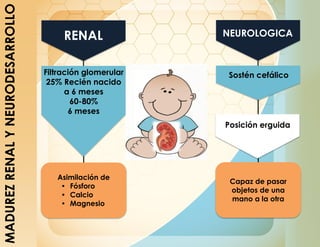 MADUREZ
RENAL
Y
NEURODESARROLLO
Asimilación de
• Fósforo
• Calcio
• Magnesio
RENAL
Filtración glomerular
25% Recién nacido
a 6 meses
60-80%
6 meses
Capaz de pasar
objetos de una
mano a la otra
NEUROLOGICA
Sostén cefálico
Posición erguida
 