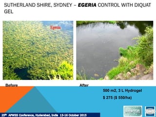 SUTHERLAND SHIRE, SYDNEY – EGERIA CONTROL WITH DIQUAT
GEL
Before After
500 m2, 3 L Hydrogel
$ 275 ($ 550/ha)
 