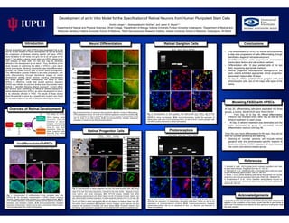 !!
Development of an In Vitro Model for the Specification of Retinal Neurons from Human Pluripotent Stem Cells
Kirstin Langer1-2, Akshayalakshmi Sridhar2, and Jason S. Meyer2-4
1Department of Natural and Physical Sciences, Olivet College, 2Department of Biology, Indiana University Purdue University Indianapolis, 3Department of Medical and
Molecular Genetics, Indiana University School of Medicine, 4Stark Neurosciences Research Institute, Indiana University School of Medicine, Indianapolis, IN 46202
Neural Differentiation
!!
I would like to thank the members of the Meyer lab who have mentored and
assisted in the completion of this study. I would also like to give thanks to
IUPUI and The National Eye Institute for their generous funding that made
this study possible.
Introduction
Undifferentiated hPSCs
Retinal Progenitor Cells
Retinal Ganglion Cells
Photoreceptors
Modeling FASD with hPSCs
Conclusions
AcknowledgementsFig. 1: Characterization of undifferentiated human pluripotent stem cells
(hPSCs) (A) The phenotypic characterization of hPSCs included numerous
colonies of tightly packed cells enclosed by a clearly defined border. (B) RT-
PCR revealed expression of pluripotent markers and the absence of ectoderm,
mesoderm, and endoderm markers. (C-H) Immunocytochemistry illustrated
expression of transcription factors (red) as well as cell surface markers (green)
commonly associated with a state of pluripotency.
Fig. 2: Characterization of retinal eye field populations. (A) After 10 Days of differentiation,
hPSCs displayed a dense, 3D center and a flattened appearance toward the periphery. (B)
RT-PCR indicated the loss of pluripotent markers from 0-10 days of differentiation, along
with the onset of eye field markers. (C-N) Immunocytochemistry indicated widespread
expression of neural and eye field transcription factors.
Human pluripotent stem cells (hPSCs) have progressed into a vital
tool for in vitro studies of human development as well as studying
the progression of diseases affecting specific cell types. hPSCs
have the ability to self renew and give rise to all cell types of the
body1,2. The ability to derive retinal cells from hPSCs allows for in
vitro analysis of these cells and how they may be adversely
affected in the development of the retina3. Thus, the efforts of this
study focused on examining the ability of hPSCs to give rise to
retinal phenotypes, following a predicted, step-wise differentiation
process that closely mimics what is known about retinogenesis.
The differentiation process followed a step-wise progression, with
cells differentiating through identifiable stages of retinal
development yielding retinal neurons, including photoreceptors
and retinal ganglion cells. Subsequently, the ability to utilize
hPSCs to effectively model fetal alcohol spectrum disorders
(FASD) was initiated, as previous studies have documented retinal
defects in zebrafish following ethanol exposure4. Current efforts
are focused upon examining the effects of ethanol exposure on
retinal development from hPSCs, as retinal development is known
to be adversely affected in FASD. The results of these studies
have the potential to serve as a powerful and novel in vitro model
for retinal development as well as disorders affecting the retina. !
References
1. Borooah S. et al., (2013) Using human induced pluripotent stem cells
to treat retinal disease. Prog Retin Eye Res 37: 163-181.
2. Takahashi K. et al., (2006) Induction of pluripotent stem cells from adult
human fibroblast by define factors. Cell 131: 861-872
3. Meyer J. et al., (2009) Modeling early retinal development with human
embyronic and induced pluripotent stem cells PNAS 106: 16698-16703
4. Muralidharan P. et al., (2014) Zebrafish retinal defects induced by
ethanol exposure are rescued by retinoic acid and folic acid supplement.
Alcohol 49: 149-163.
At Day 20, differentiating cells were separated into three
groups, a control, 50mM EtOH, and 75mM EtOH
•  From Day 20 to Day 30, retinal differentation
medium was changed every other day as well as the
ethanol treatment for each group.
•  At Day 30 ethanol treatment was terminated and the
cells continued to grow in untreated retinal
differentiation medium until Day 60.
Once the cells have differentiated for 60 days, they will be
fixed for cyrostat sectioning and staining
•  Staining of cryostat sections will include retinal
ganglion cells and photoreceptor-specific markers to
determine effects of EtOH exposure (if any) between
the control and ethanol treated groups.
Fig. 3: Characterization of retinal progenitor cells and non-retinal forebrain cells. (A) Retinal
neurospheres, indicated by black arrows, were characterized by a bright ring around the outer
edge of the cell. Non-retinal populations, indicated by the white arrows, displayed a larger,
more uniform, and darker phenotype. (B-C) RT-PCR analysis indicated that retinal
neurospheres express neural and retinal makers but did not express forebrain makers, and
also demonstrated increased expression of retinal progenitor markers from 0 to 30 days. (E-
J) Immunocytochemistry analysis displayed the expression of retinal progenitor markers
Chx10 and Pax6 in retinal neurospheres (H) with the absence of forebrain maker Sox1 (F).
Non-retinal neural populations (D) displayed common forebrain neuron features and also
preserved the expression of forebrain and neural makers (E, G). Pluripotent markers, Oct4
and Nanog, were expressed in populations of cells attached to the retinal neurospheres (I-J).
Fig. 5: Characterization of photoreceptors differentiated from hPSCs. (A) RT-PCR analysis
illustrated the expression of photoreceptor associated transcription factors as well as the
expression of phototransduction proteins. (B-G) Immunocytochemistry displayed
photoreceptor-positive cells by the expression of Otx2, Crx, NeuroD1, and Recoverin in
retinal neurospheres.
Fig. 4: Characterization of retinal ganglion cells differentiated from hPSCs. (A) RT-PCR
analysis revealed the expression of the retinal ganglion makers, BRN3, ISLET1, SNCG, and
RBPMS in retinal neurospheres. (B-G) Immunocytochemistry verified the expression of
BRN3-postive cells within huC/D-expressing RGCs, as well as ISLET1-positive ganglion cells
with MAP2-positive extensions in retinal neurospheres.
•  The differentiation of hPSCs to retinal neurons follows
a step-wise progression of cells differentiating through
identifiable stages of retinal development.
•  Undifferentiated cells expressed pluripotent
transcription factors and cell surface markers.
•  Differentiation after 10 days yielded cells of the eye
field, expressing appropriate markers.
•  Retinal progenitor neurospheres analogous to the
optic vesicle exhibited appropriate retinal progenitor-
associated makers after 30 days.
•  At day 70, hPSCs yielded retinal ganglion cells and
photoreceptor cells, two of the major cells types of the
retina.
C E
D F
Oct4 Nanog
SSEA4 TRA-1-60
Sox2
TRA-1-81
Oct4 Nanog Lin28 Pax6 AFPT
G
H
BA
Day0 Day10Day30
Oct4
Nanog
Otx2
Lhx2
Six3
Six6
Pax6
Chx10
Rax
Pax6FABP7 Rax DLX1 EMX1
A B
C
Chx10/Pax6Sox1/Pax6
BIII Tub/Otx2 Sox1/Pax6
Chx10
Neural Retinal Forebrain
Nanog/Oct4 Chx10/Oct4
D
E
F
G
H
I J
Non-retinal
Non-retinal Non-retinal
Retinal
Retinal Retinal
Retinal
Otx2
Lhx2
Sox1
Pax6
Six6
Rax
Sox2Six3
Otx2
Lhx2
Six6
Six3
Pax6
Rax
Oct4
Nanog
Day 0 Day10
A C D E
F G H
I J
B
K
L M N
Merge
Merge
Merge
Merge
Brn3 huC/D
Islet1 Map2
A
B C D
E
Brn3 Islet1 SNCG RBPMS
Merge
Merge
F G
A
Otx2 Crx
NeuroD1
Crx ND4
Recoverin
Trans. OpsinNRL Arr.
B C D
E F G
Merge
Merge
Overview of Retinal Development
The steps of retinal
d e v e l o p m e n t f r o m
hPSCs yielding retinal
n e u r o n s c a n b e
illustrated at various
s t a g e s i n c l u d i n g
undifferentiated cells
(Day 0), eye field
populations (Day 10),
retinal progenitor cells
(Day 30) and retinal
neurons (Day 70).
 