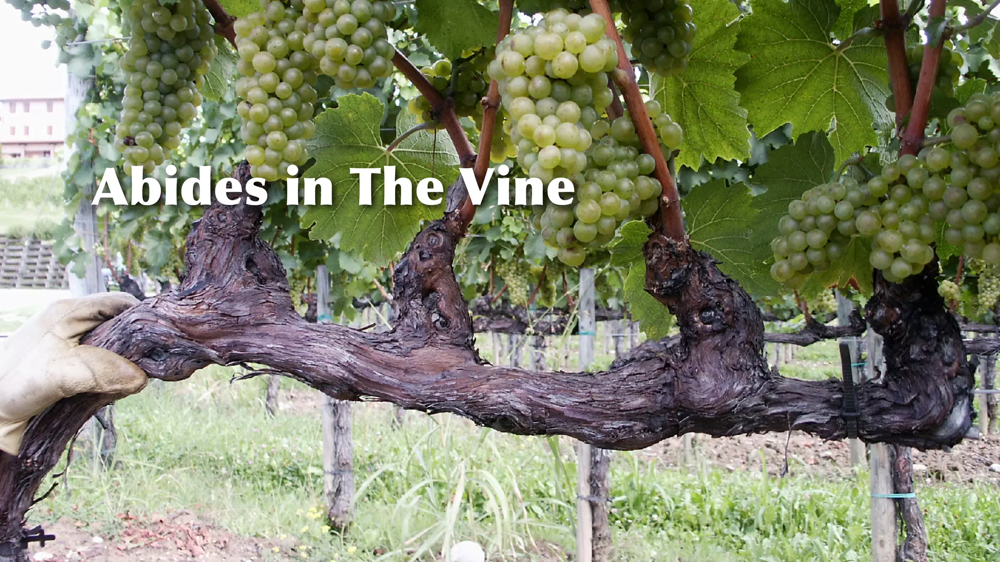 Abides in The Vine
 