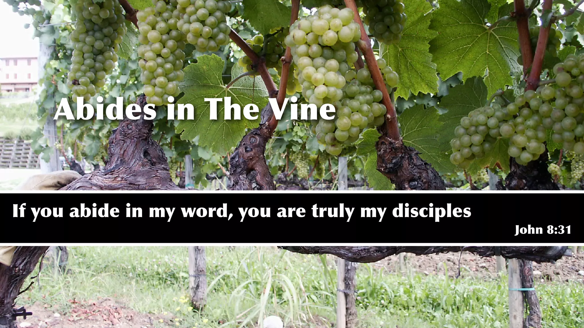 Abides in The Vine
If you abide in my word, you are truly my disciples
John 8:31
 