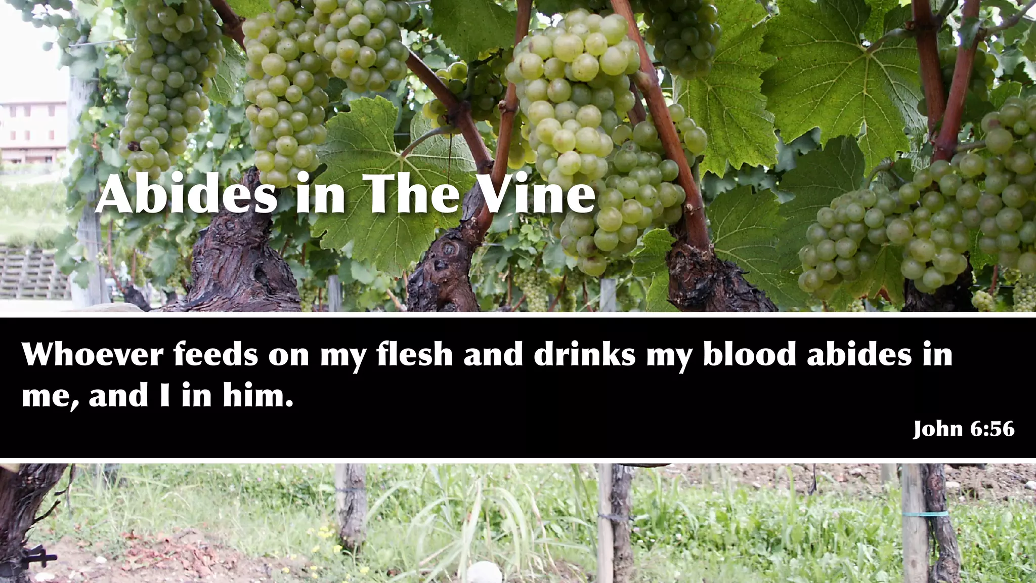 Abides in The Vine
Whoever feeds on my ﬂesh and drinks my blood abides in
me, and I in him.
John 6:56
 