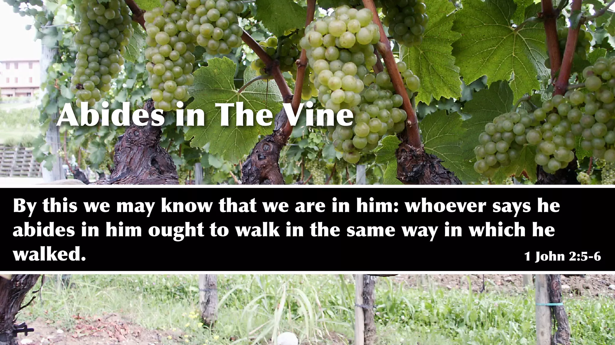 Abides in The Vine
By this we may know that we are in him: whoever says he
abides in him ought to walk in the same way in which he
walked. 1 John 2:5-6
 