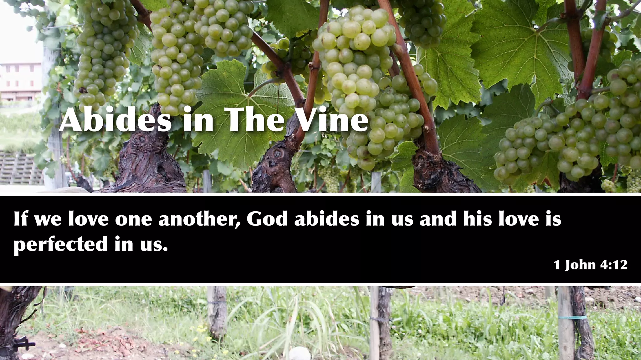 Abides in The Vine
If we love one another, God abides in us and his love is
perfected in us.
1 John 4:12
 