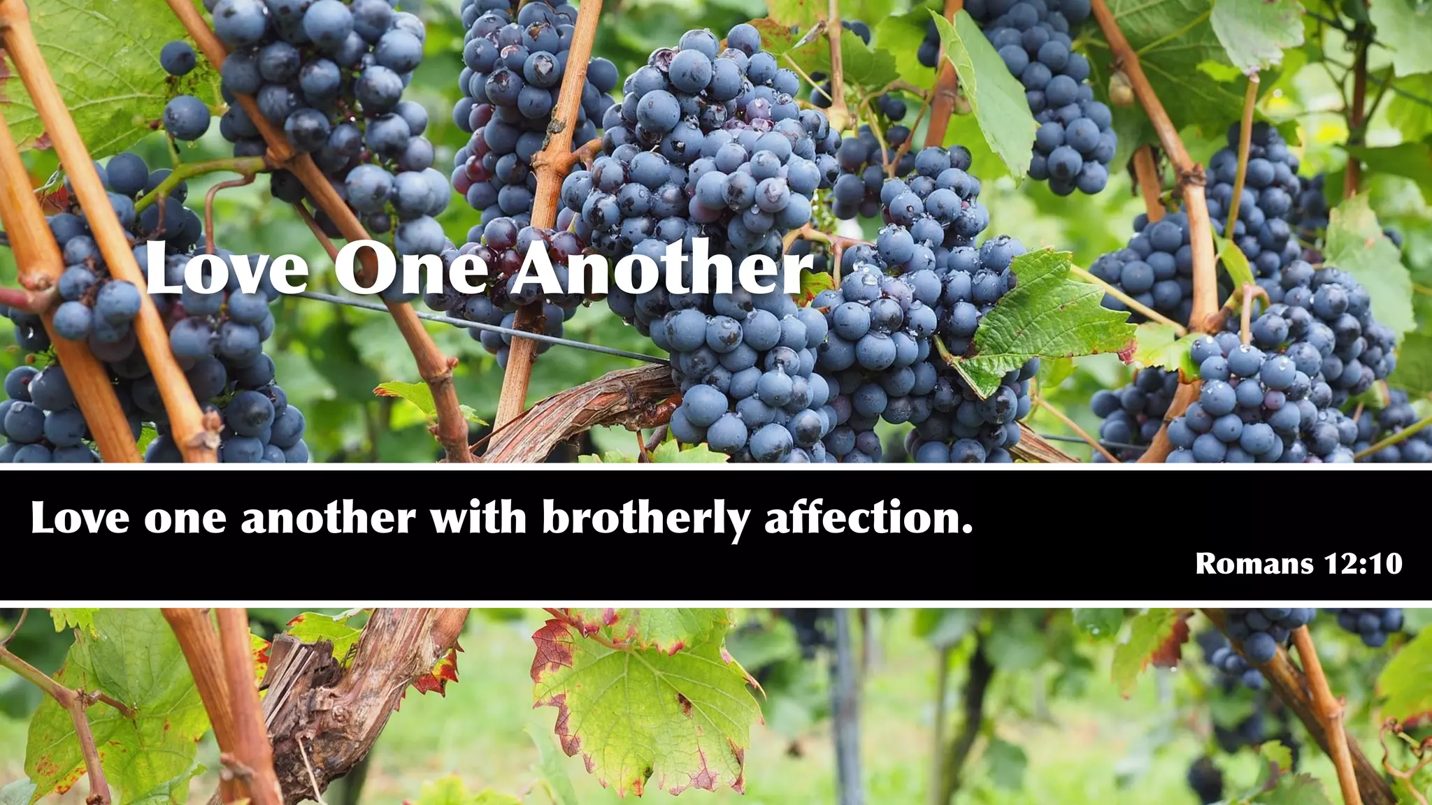 Love One Another
Love one another with brotherly affection.
Romans 12:10
 