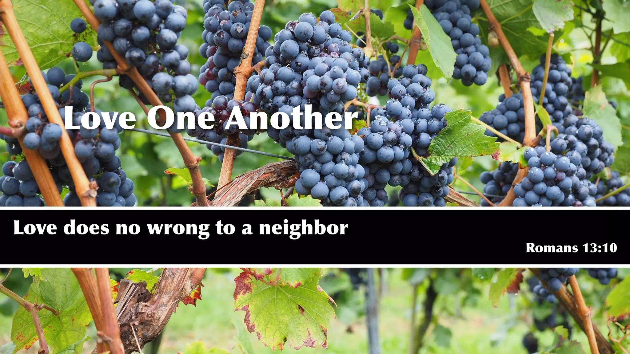 Love One Another
Love does no wrong to a neighbor
Romans 13:10
 