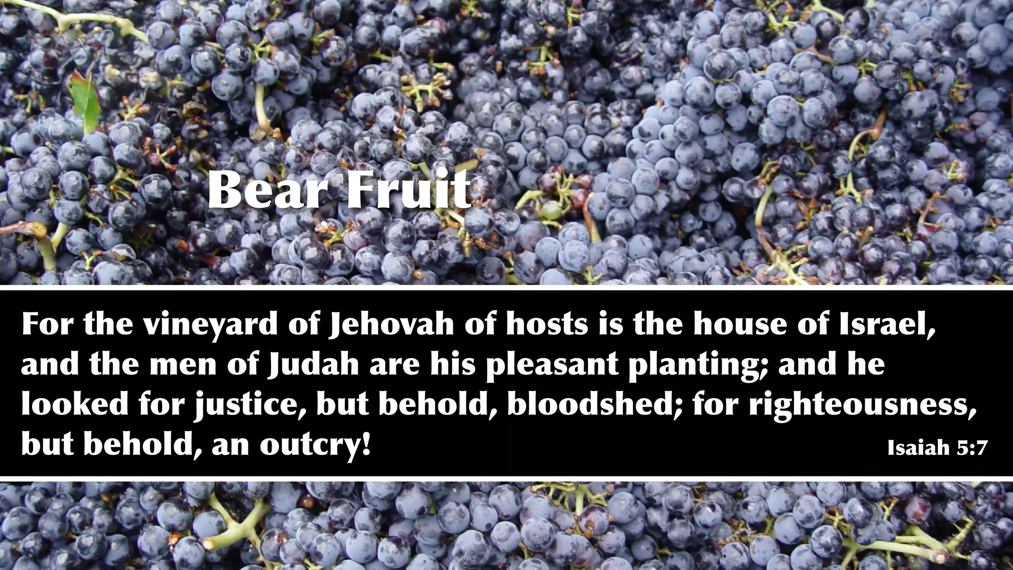 Bear Fruit
For the vineyard of Jehovah of hosts is the house of Israel,
and the men of Judah are his pleasant planting; and he
looked for justice, but behold, bloodshed; for righteousness,
but behold, an outcry! Isaiah 5:7
 