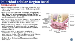 Clase Epitelial ...