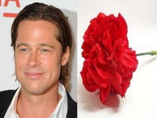 25 de abril história de uma flor1