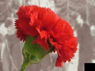 25 de abril história de uma flor1