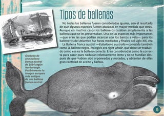 No todas las ballenas fueron consideradas iguales, con el resultado
de que algunas especies fueron atacadas en mayor medida que otras.
Aunque en muchos casos los balleneros cazaban simplemente a las
ballenas que se les presentaban. Una de las especies más importantes
—que eran las que podían alcanzar con los barcos a vela— para los
balleneros del Atlántico Sur hasta mediados y finales del siglo XIX, era
La Ballena franca austral —Eubalaena australis—conocida también
como la ballena negra, en inglés era right whale, que debe ser traduci-
do como esa es la ballena correcta. Eran consideradas como la correc-
ta para cazar pues nadaban relativamente lento y no se hundían des-
pués de que habían sido arponeadas y matadas, y obtenían de ellas
gran cantidad de aceite y barbas.
16
Grabado de
una ballena
franca austral
de 1694 según
Narborough.
Posiblemente la
imagen europea
más antiguo
de una ballena
franca austral.
 