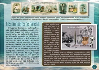 En lugar de dientes, las ballenas fran-
cas, ballenas jorobadas y rorcuales, tie-
nen tiras largas con pelos, conocidas
como barbas de ballena. Están fijadas
en el maxilar superior de sus bocas, y
las usan para filtrar el krill y otros ali-
mentos del agua de mar. Las barbas
de ballena, son un material ligero, re-
sistente y flexible que por ello se utili-
zaba en las varillas de corsé; aros para
las faldas de las mujeres, costillas del
paraguas y sombrillas, cañas de pescar,
marcos para bolsas de viaje, valijas,
sombreros de mujer, etc. Los pelos de
las barbas o fibras separadas se usaban
en la confección de cepillos, y de ellas
se hizo también un tipo de tejido resis-
tente para biombos y revestimiento de
sillas y divanes.
17
Para alguien que
nunca ha visto a la
ballena, […] le pa-
recerá un poco sor-
prendente saber
que la barba de ba-
llena es nada más
que una especie de
dientes insertado
en la parte supe-
rior de la cabeza, en
sendos filas, una a
cada lado, los dien-
tes están a 5-6 mm
de distancia, son unos 280 en número, y pesan de 270 a 350
kg. […] termina en un mechón de pelo. Su longitud media es
de unos dos metros. Su borde interior está revestido con un
tipo de pelo, que sirve como un colador para evitar que los
alimentos se escapen; pues tan pequeño son los animales en
los que se alimenta. Right Whaling, from the New Bedford
Mercury. 1835
Lámina que ilustra los productos de las ballenas: Iluminación, grasa, fertilizante-abono, aceite, iluminación
de faros y calles, ámbar gris para perfumes, barbas para paraguas y corsets para hombres y mujres.
 