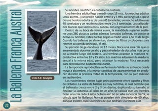Su nombre científico es Eubalaena australis.
Una hembra adulta llega a medir unos 15 mts., los machos adultos
unos 14 mts., y un recién nacido entre 4 y 5 mts. De longitud. El peso
de una hembra adulta es de unas 45 toneladas; un macho adulto unas
40 toneladas y un recién nacido: entre 2 y 3 toneladas. Las callosida-
des blancas que vemos en su cabeza, son engrosamientos de la piel.
Dentro de su boca de forma curva, la mandíbula superior sostie-
ne unas 260 placas o barbas córneas llamadas ballenas, de donde se
deriva su nombre. Estas barbas llegan a medir unos 2,50 m de largo.
Cuando las ballenas se alimentan, sirven de filtros o coladores para
retener su comida principal, el krill.
Su período de gestación es de 12 meses. Nace una sola cría que es
amamantada durante un año y pasa alrededor de dos años más cerca
de su madre luego del destete. Las hembras alcanzan la madurez re-
productiva entre los 12 y 15 años. Los machos adquieren la madurez
sexual a la misma edad, pero alcanzan la madurez física necesaria
para reproducirse bastante más tarde.
La temporada reproductiva en Península Valdés se extiende desde
mayo a diciembre, y la mayor cantidad de apareamientos se produ-
cen durante la primera mitad de la temporada, con su pico máximo
en septiembre.
Los nacimientos tienen lugar principalmente entre Agosto y fines
de Octubre. La leche de ballena es muy nutritiva, lo cual permite que
el ballenato crezca entre 2 y 3 cm diarios, duplicando su tamaño al
finalizar la lactancia, al cabo de un año. Se calcula que una hembra
tiene una cría cada 3 años. Si bien aún no se sabe a ciencia cierta, se
calcula que las Ballenas Francas pueden vivir alrededor de 60 años,
aunque existen especulaciones de que podrían vivir hasta 100.
20
Foto S.E. Caviglia
 
