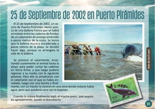 El 25 de Septiembre de 2002, un ve-
cino de Puerto Pirámides alertó acer-
ca de una ballena franca que se había
enredado entre las cadenas de fondeo
de un catamarán de avistaje amarrado
a pocos metros de la costa. Se temía
que la ballena muriera encadenada a
pocos metros de la playa. Se decidió
hacer algo, aunque se arriesgara la
vida de la ballena.
Se provocó el varamiento, arras-
trando suavemente al animal hasta la
playa, para poder cortar las cadenas
en tierra firme, y que luego pudiera
regresar a su medio con la siguiente
pleamar. Para ello la arrastraron con
el catamarán con el que se había en-
redado, luego con una lancha y final-
mente, con un tractor la vararon en una zona donde todavía había
agua, pero que quedaría seca con la bajamar.
Cuando la marea finalmente bajó, el macho joven, que respira-
ba agitadamente, quedó al descubierto.
04
Foto
de
lu17.com
 