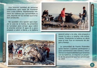Una enorme cantidad de personas
colaboraron para tratar de mantener
viva a esta ballena. Rápidamente reti-
raron las cadenas que aprisionaban su
cola, dejando ver las heridas que le ha-
bían producido.
No quedaba otra opción que espe-
rar la suba de la marea, los presentes
se turnaban para arrojar agua sobre
el enorme animal. El agua de a poco
empezó a cubrir a Garra, y la ballena
pareció volver a la vida, esta empezó a
mover la cola y a respirar más activa-
mente. Finalmente la ballena se abrió
paso al mar. Fue un momento de ale-
gría y festejo.
La comunidad de Puerto Pirámides
quiso honrar a quienes participaron y
para conmemorar este evento y recor-
darnos la responsabilidad que tenemos
con las ballenas, se impulsó un proyec-
to de ley provincial que fue sancionado
en 2003.
05
Foto
de
Cholilaonline.com
Foto
de
Diario
El
Patagónico
 
