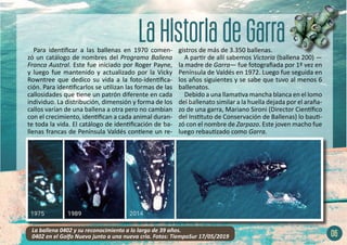Para identificar a las ballenas en 1970 comen-
zó un catálogo de nombres del Programa Ballena
Franca Austral. Este fue iniciado por Roger Payne,
y luego fue mantenido y actualizado por la Vicky
Rowntree que dedico su vida a la foto-identifica-
ción. Para identificarlos se utilizan las formas de las
callosidades que tiene un patrón diferente en cada
individuo. La distribución, dimensión y forma de los
callos varían de una ballena a otra pero no cambian
con el crecimiento, identifican a cada animal duran-
te toda la vida. El catálogo de identificación de ba-
llenas francas de Península Valdés contiene un re-
06
gistros de más de 3.350 ballenas.
A partir de allí sabemos Victoria (ballena 200) —
la madre de Garra— fue fotografiada por 1º vez en
Península de Valdés en 1972. Luego fue seguida en
los años siguientes y se sabe que tuvo al menos 6
ballenatos.
Debido a una llamativa mancha blanca en el lomo
del ballenato similar a la huella dejada por el araña-
zo de una garra, Mariano Sironi (Director Científico
del Instituto de Conservación de Ballenas) lo bauti-
zó con el nombre de Zarpazo. Este joven macho fue
luego rebautizado como Garra.
La ballena 0402 y su reconocimiento a lo largo de 39 años.
0402 en el Golfo Nuevo junto a una nueva cría. Fotos: TiempoSur 17/05/2019
 