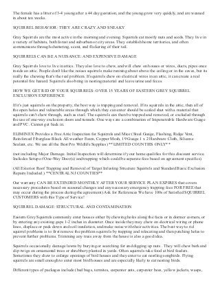 The female has a litter of 3­4 young after a 44 day gestation, and the young grow very quickly, and are weaned
in about ten weeks.
SQUIRREL BEHAVIOR: THEY ARE CRAZY AND SNEAKY
Gray Squirrels are the most active in the morning and evening. Squirrels eat mostly nuts and seeds. They live in
a variety of habitats, both forest and suburban or city areas. They establish home territories, and often
communicate through chattering, scent, and flickering of their tail.
SQUIRRELS CAN BE A NUISANCE: AND EXPENSIVE DAMAGE
Gray Squirrels love to live in attics. They also love to chew, and will chew on houses or wires, ducts, pipes once
inside an attic. People don't like the noises squirrels make running about above the ceiling or in the eaves, but its
really the chewing that's the real problem. If squirrels chew on electrical wires in an attic, it can create a real
potential fire hazard. Squirrels also bring in nesting material and leave urine and feces.
HOW WE GET RID OF YOUR SQUIRRELS: OVER 15 YEARS OF EASTERN GREY SQUIRREL
EXCLUSION EXPERIENCE 
If it's just squirrels on the property, the best way is trapping and removal. If its squirrels in the attic, then all of
the open holes and vulnerable areas through which they can enter should be sealed shut with a material that
squirrels can't chew through, such as steel. The squirrels can then be trapped and removed, or excluded through
the use of one­way exclusion doors and tunnels. One ways are a combination of Impenetrable Hardware Guage
and PVC. Cannot get back in.
ELIMINEX Provides a Free Attic Inspection for Squirrels and Mice (Steel Guage, Flashing, Ridge Vent,
Reinforced Fiberglass Black All weather Foam, Copper Mesh, 19 Guage 1 x 2 Hardware Cloth, Silicone
Sealant, etc. We use all the Best Pro Wildlife Supplies) **LIMITED COUNTIES ONLY**
(not including Major Damage. Initial Inspection will determine if your home qualifies for this discount service.
Includes Setup of One­Way Door(s) and trapping which could be separate fees based on agreement specifics) 
(All Exterior Roof Trapping and Removal of Target Infesting Structure Squirrels and Standard Basic Exclusion
Repairs Included ) **CENTRAL NJ COUNTIES**
Our warranty CAN BE EXTENDED MONTHLY AFTER YOUR SERVICE PLAN EXPIRES that covers
necessary procedures based on seasonal changes and any necessary emergency trapping fees FOR FREE that
may occur during the process during the agreement) Ask for References We have 100s of Satisfied SQUIRREL
CUSTOMERS with this Type of Service! 
SQUIRREL DAMAGE: STRUCTURAL AND CONTAMINATION
Eastern Grey Squirrels commonly enter houses either by chewing holes along the facia or in dormer corners, or
by entering any existing gaps 1­2 inches in diameter. Once inside they may chew on electrical wiring or phone
lines, displace or pack down and soil insulation, and make noise with their activities. The best way to rid
squirrel problems is to first remove the problem squirrels by trapping and relocating and then patching holes to
prevent further problems. Trimming any trees away from the house is also a good idea. 
Squirrels occasionally damage lawns by burying or searching for and digging up nuts . They will chew bark and
clip twigs on ornamental trees or shrubbery planted in yards. Often squirrels take food at bird feeders.
Sometimes they chew to enlarge openings of bird houses and they enter to eat nestling songbirds. Flying
squirrels are small enough to enter most bird houses and are especially likely to eat nesting birds.
Different types of packages include (bed bugs, termites, carpenter ants, carpenter bees, yellow jackets, wasps,
 