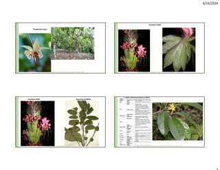 6/16/2024
Theobroma cacao
Herrania nitida
Guazuma ulmifolia
Herrania nitida
1. Apeiba membranacea Spruce ex Benth.
Nombre
vernáculo Peine de mono, Llausaquiro, Maquisapa ñaccha, Palo corcho.
Hábito Tamaño 15-30 m de altura.
Raíz
Tipo Raíces tablares, de hasta 1.2m de altura.
Corteza
Tallo
Fuste Cilíndrico y recto.
Corteza externa
Lenticelada de color marrón claro a
grisáceo, con lenticelas circulares,
protuberantes, de 4-8 mm de diámetro,
usualmente negruzcas, distribuidas
regularmente, desprendiéndose en placas
pequeñas.
Corteza interna
presente fibras de color blanquecino, con
tejido reticulado grueso, también con
secreción escasa de mucílago (cavidades
mucilaginosas); la corteza se oxida a color
marrón obscuro en pocos minutos.
Ramificación
Copa
Disposición Simpodial desde el segundo tercio.
Hojas
Disposición
Simples alternas dísticas, provisto de
pulvínulos.
Forma
las láminas oblongas, enteras; ápice
cortamente acuminado, la base obtusa a
redonda; con mechones de pelos a cada
lado del nervio central en la zona basal en
el envés y frecuentemente en las axilas de
los nervios secundarios; hojas
glabrescentes.
Sabor y olor
Inflorescencia Tipo Racimos o panículas subterminales.
Ubicación
Flores
Tamaño
Verticilos
Cáliz, pétalos, filamentos y anteras de color
amarillo.
Sexo
Frutos
Tipo
Cápsulas discoidales, cubierto con espinas
rigidas.
Semillas
Tipo
Pequeñas y numerosas, forma triangular y
cubiertas por un arilo blanco.
Fenología
Floración y
fructificación
Floración y fructificación a lo largo de todo
el año.
Ecología Distribución y
hábitats
Se distribuye desde Honduras hasta Bolivia
y Brasil.
Usos
Forestal Maderable.
Otros
Otras
observaciones
Regeneración
natural
Manejo
 