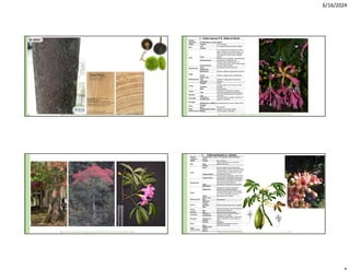 6/16/2024
1. Ceiba lupuna P.E. Gibbs & Semir
Nombre
vernáculo Huimba blanca, Lupuna, Mente.
Hábito Tamaño 50 m de altura.
Raíz
Tipo Con aletas tablares de hasta 2 metros.
Corteza
Tallo
Fuste
Forma ligeramente ahusada en la parte
baja y cilíndrica en la parte superior. Los
tallos juveniles pueden tener aguijones,
pero estos son muy escasos en tallos
adultos.
Corteza externa
Marrón oscuro a grisácea, marcadamente
lenticelada a lo largo del fuste.
Corteza interna
Gruesa, rosada, blanquecina, con
incrustaciones más o menos longitudinales
de color rosado naranja.
Ramificación
Copa Caducifolio durante la floración.
Disposición
Hojas
Disposición Alternas, digitadas, agrupadas al extremo.
Forma Folíolos, margen entero o denticulado.
Sabor y olor
Inflorescencia Tipo Solitarias o agrupadas en fascículos.
Ubicación Axilares.
Flores
Tamaño 14 cm.
Verticilos
Corola rosada o rojo carmín con base
amarilla.
Sexo Hermafroditas.
Frutos
Tipo
Dehiscente, pentavalvar, el interior
presenta abundante lanosidad blanca.
Semillas
Tipo
120-140 semillas globosas, pequeñas y
redondas.
Fenología
Floración y
fructificación
Florea de febrero a agosto, fructifica de
agosto a noviembre.
Ecología
Distribución y hábitats Se distribuye por Ecuador, Brasil y Perú.
Usos
Forestal
Otros Ornamental.
Otras
observaciones
Regeneración natural Regular en el bosque natural
Manejo Ornamentales, maderable
1. Ceiba pentandra (L.) Gaertn.
Nombre
vernáculo
Lupuna blanca, Lupuna, Palo algodón, Mente, Wampush
mente.
Hábito Tamaño 60 m de altura.
Raíz Tipo
Raíces superficiales y con refuerzos
basales del tronco.
Corteza
Tallo
Fuste Fuste con aletas y base ensanchada.
Corteza externa
Marrón-ceniza o marrón-verduzca, fisurada
superficialmente a lo largo del tallo, en los
árboles juveniles el fuste es liso y verde
con aguijones cónicos.
Corteza interna
Gruesa marrón-anaranjada a crema, con
incrustaciones longitudinales blanquecinas.
Ramificación
Copa
Aparasolada y muy amplia. Esta especie
puede presentar defoliación total o parcial
de la copa durante la floración,
fructificación y diseminación de semillas.
Disposición
Hojas
Disposición
Dispuestas en espiral, compuestas,
palmadas (compuesto-digitadas).
Forma
Foliolos alargado elípticos, ápice agudo-
acuminado, base aguda, 5-16 cm de largo
por 1,5-2 cm de ancho, nervaduras
secundarias poco notorias.
Sabor y olor
Inflorescencia Tipo Fasciculares.
Ubicación
Flores
Tamaño
Verticilos Flores cremosas, blancuzcas o rosadas.
Sexo
Frutos
Tipo
Cápsulas verdosas, elípticas, dehiscentes,
llenas de lana (“kapok”).
Semillas Tipo Numerosas semillas redondas.
Fenología
Floración y
fructificación
Florea de mayo a agosto, los frutos
maduran en 2-4 meses.
Ecología Distribución y
hábitats
Se distribuye desde México hasta Brasil y
Bolivia. Cultivada en varios países de
Africa.
Usos
Forestal Maderable.
Otros
Semillas (para lámparas y para la
fabricación de jabón).
Otras
observaciones
Regeneración
natural
Manejo
 