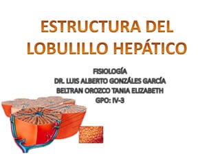 25 estructura lobulillo hepático