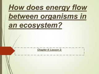 How does energy flow
between organisms in
an ecosystem?
Chapter 4: Lesson 2:
 