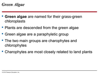 Green Algae
 Green algae are named for their grass-green
chloroplasts
 Plants are descended from the green algae
 Green algae are a paraphyletic group
 The two main groups are charophytes and
chlorophytes
 Charophytes are most closely related to land plants
© 2014 Pearson Education, Inc.
 